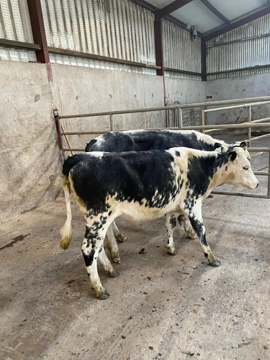Smashing colored Heifers for sale. - Image 3