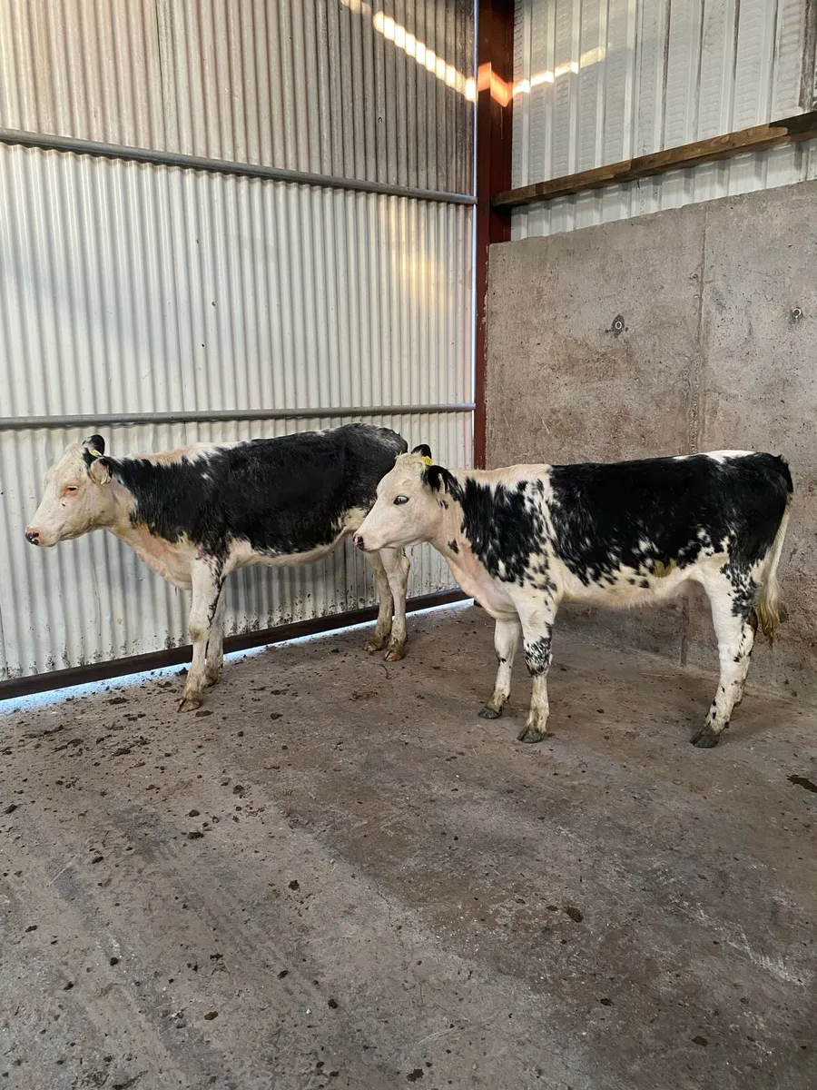 Smashing colored Heifers for sale. - Image 4