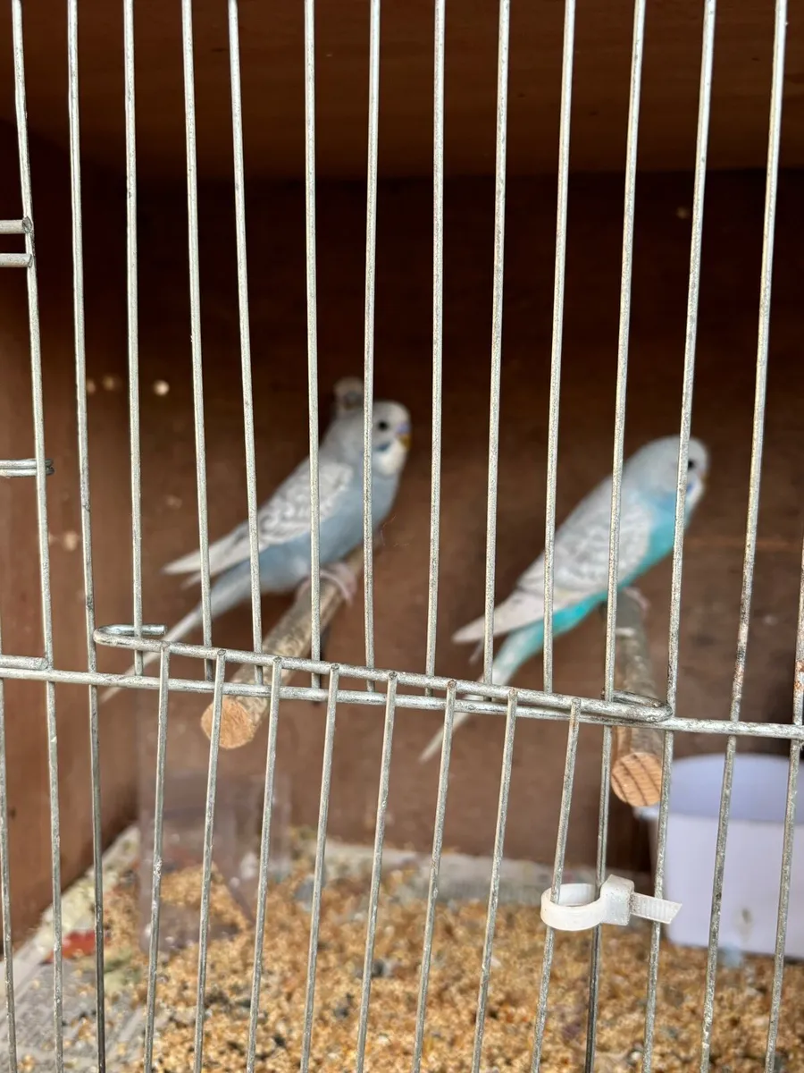 Budgies - Image 1