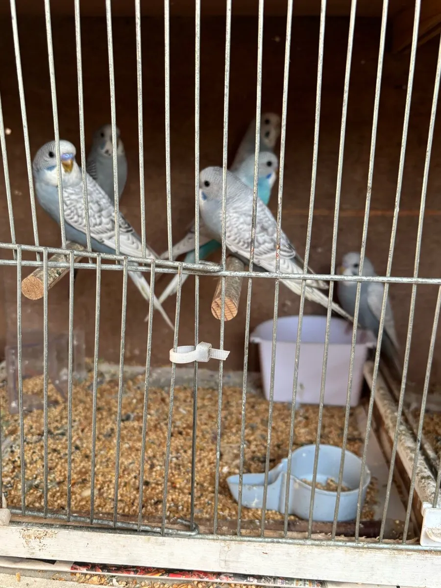 Budgies - Image 2