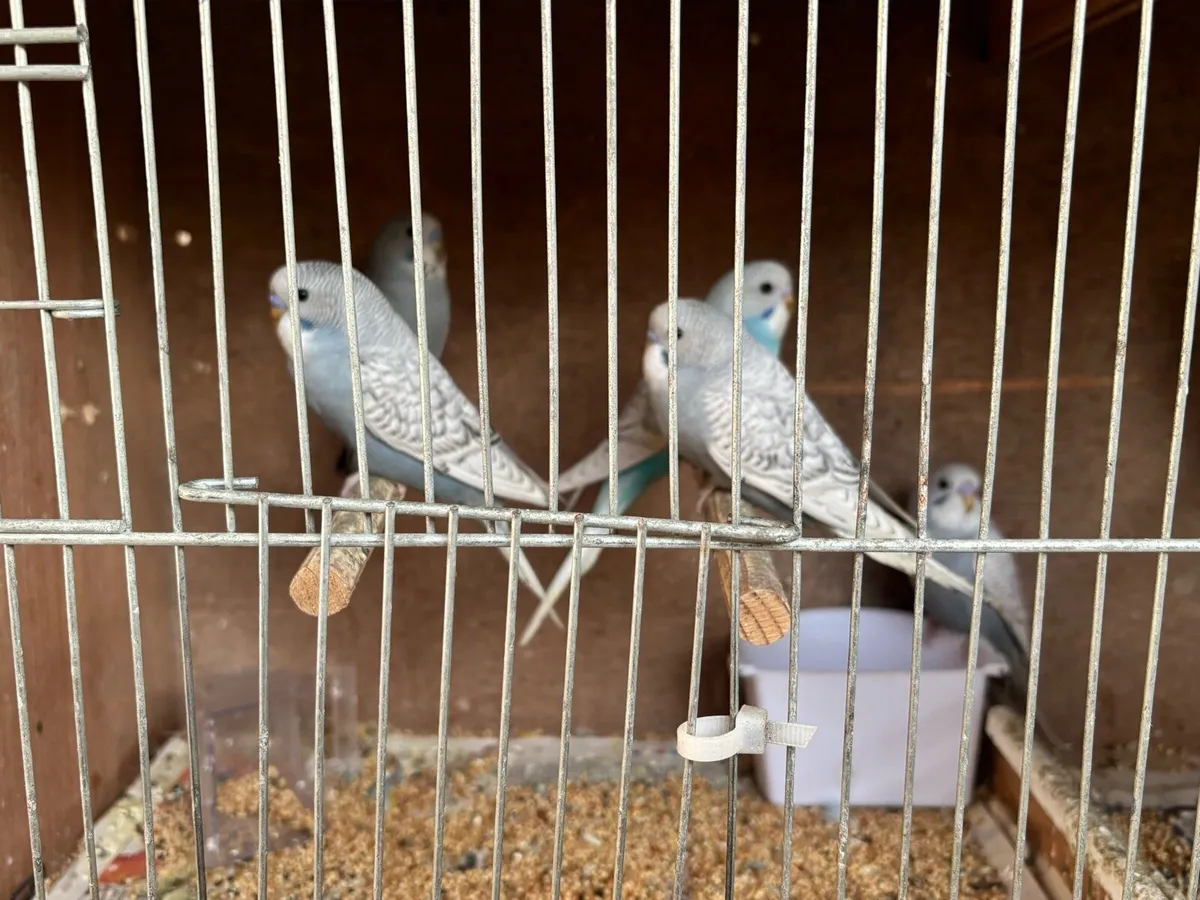 Budgies - Image 3