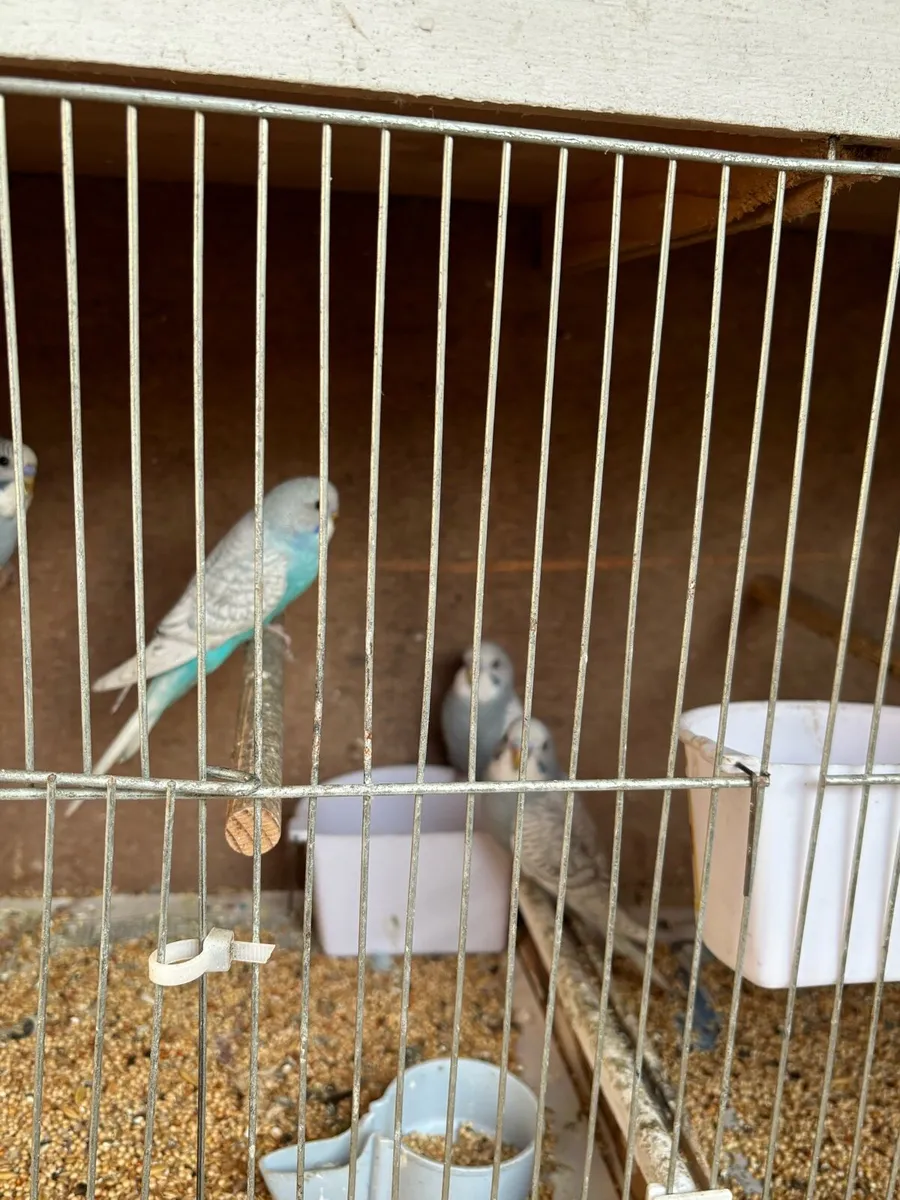 Budgies - Image 4