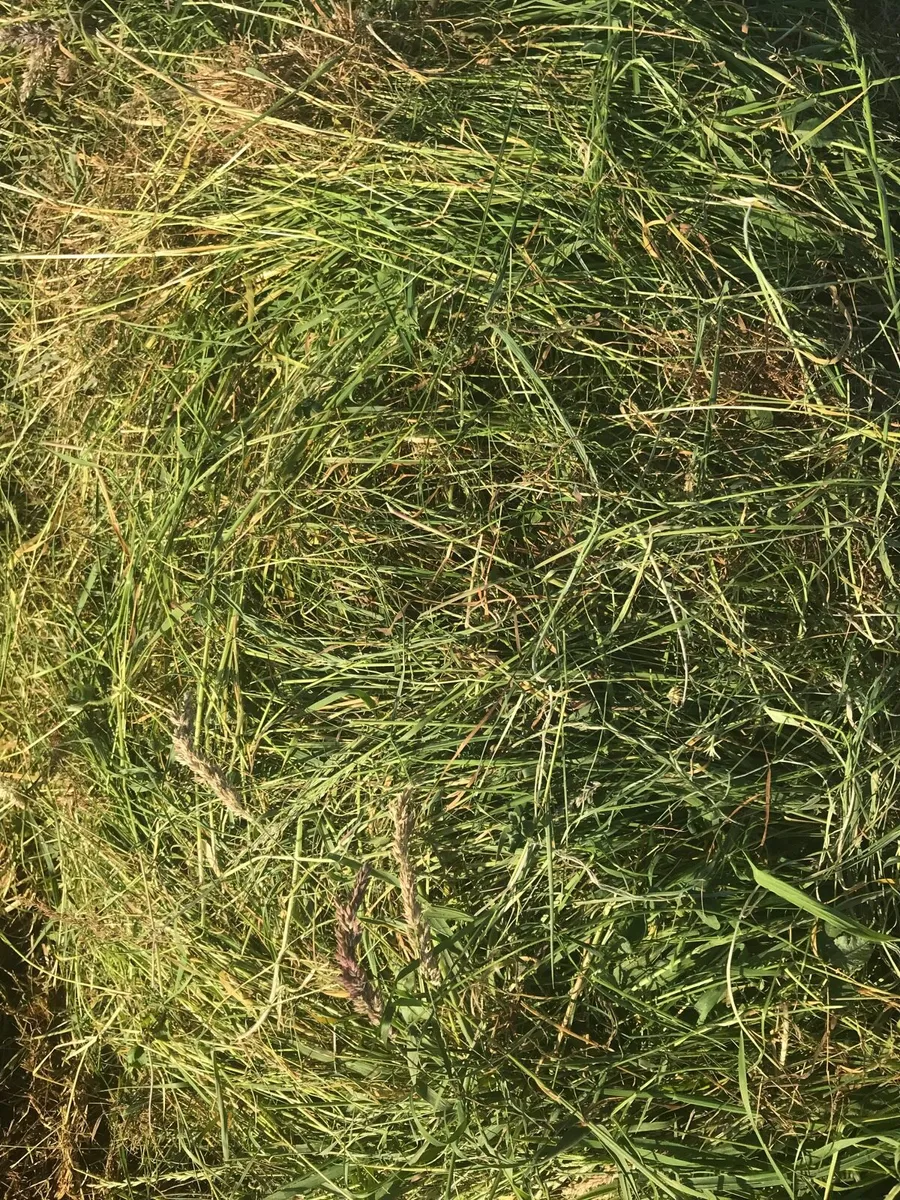 Silage Bales - Image 1
