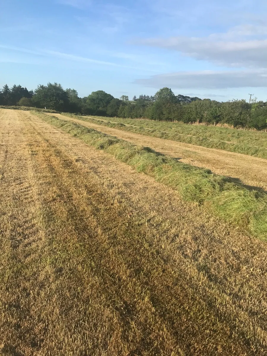 Silage Bales - Image 3
