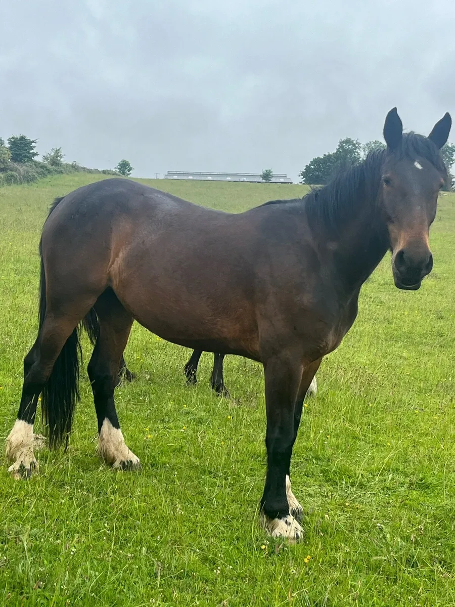 4 yr old unbroken - Image 2