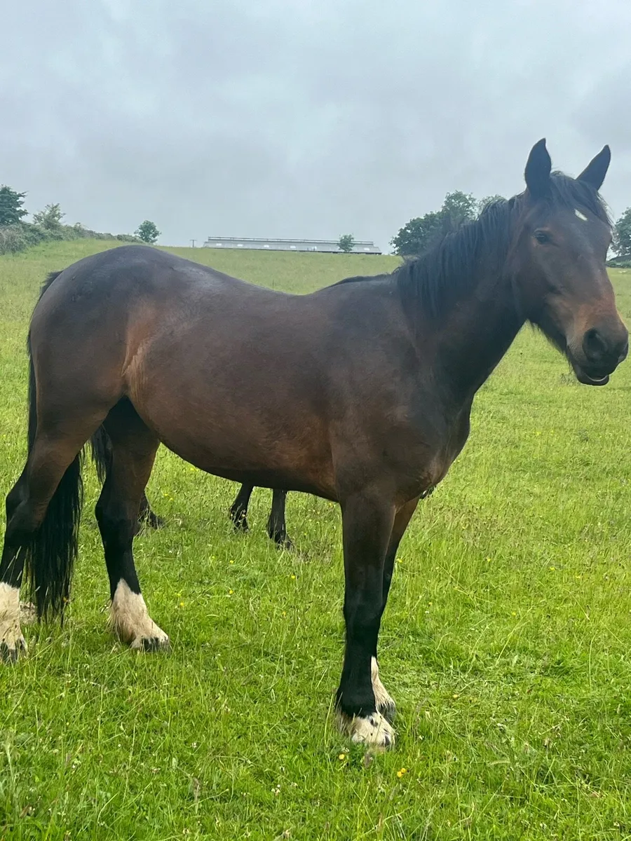 4 yr old unbroken - Image 3