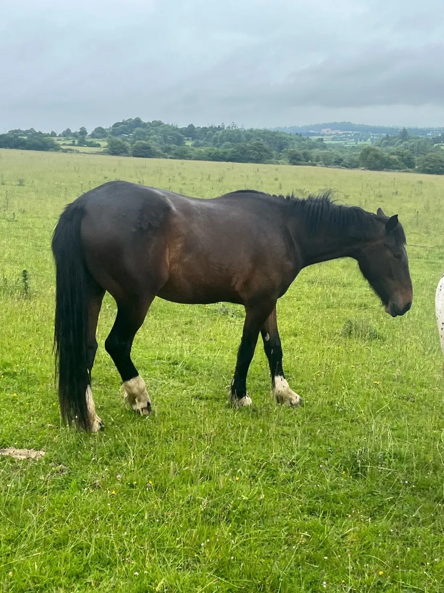 4 yr old unbroken - Image 4
