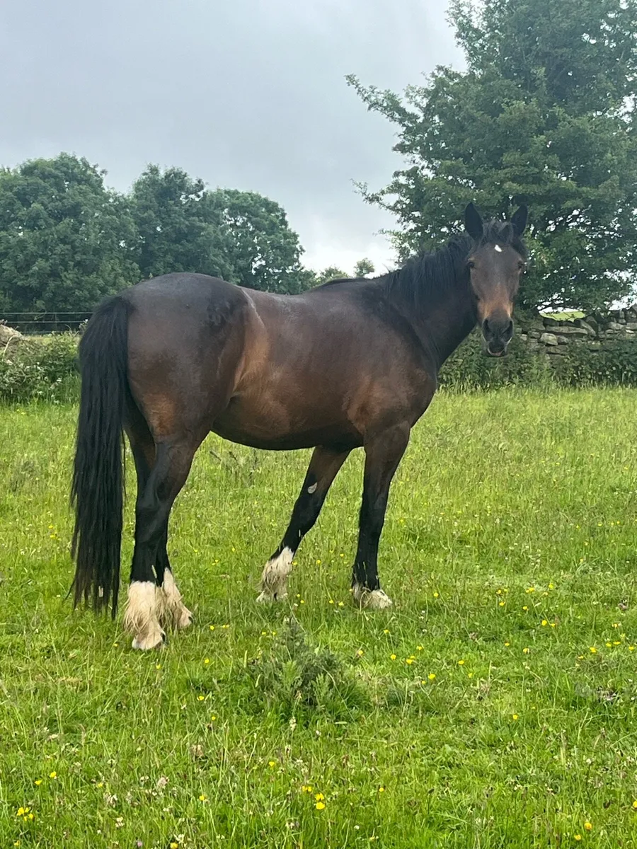 4 yr old unbroken - Image 1