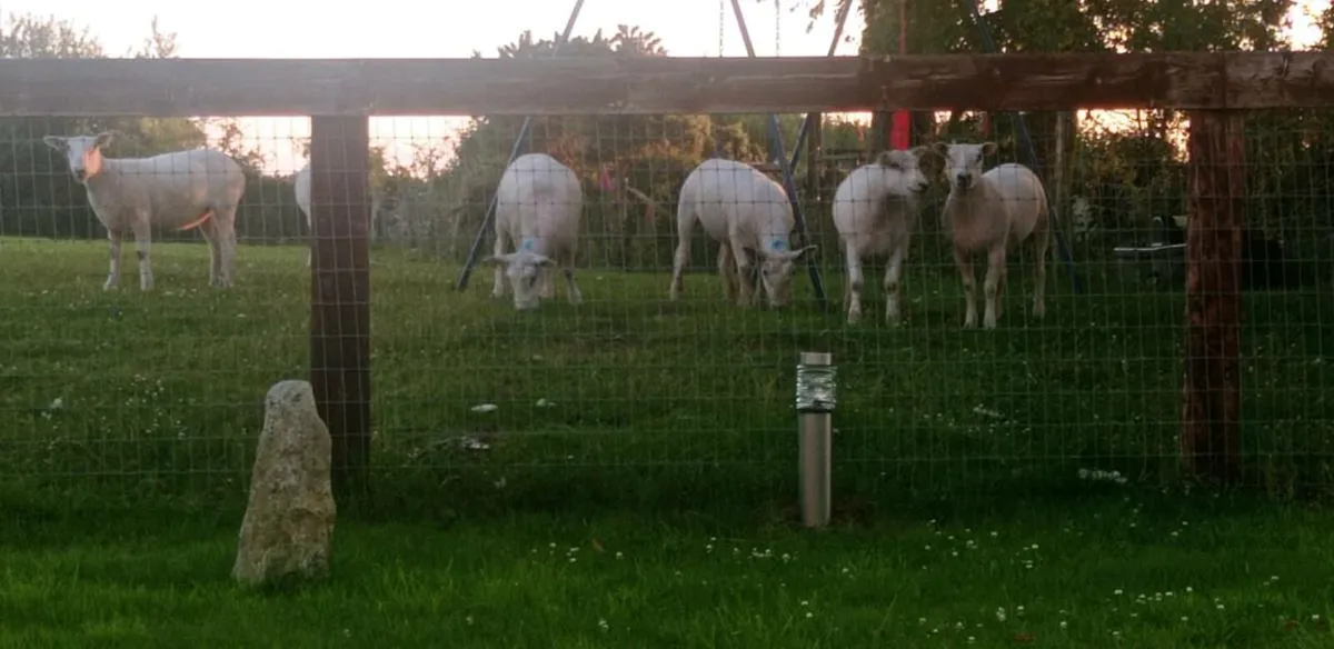 Texal Breeding Hogget - Image 1