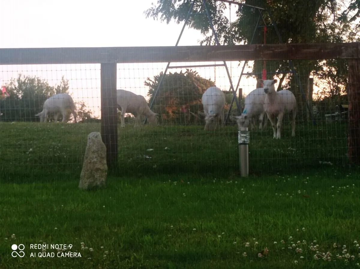 Texal Breeding Hogget - Image 2
