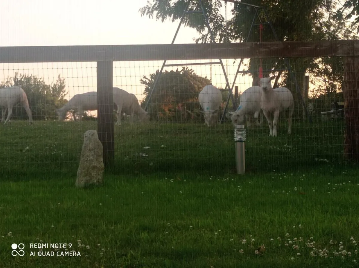 Texal Breeding Hogget - Image 3