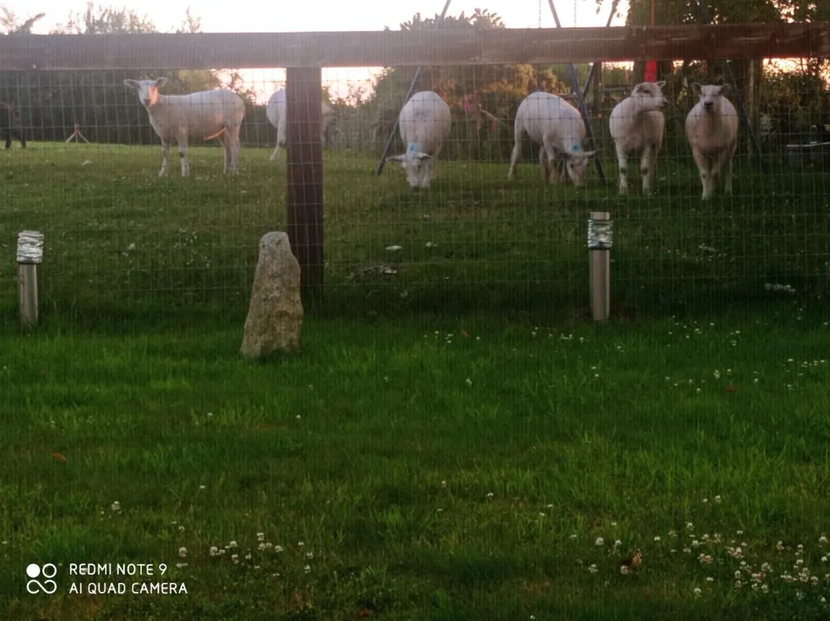 Texal Breeding Hogget - Image 4