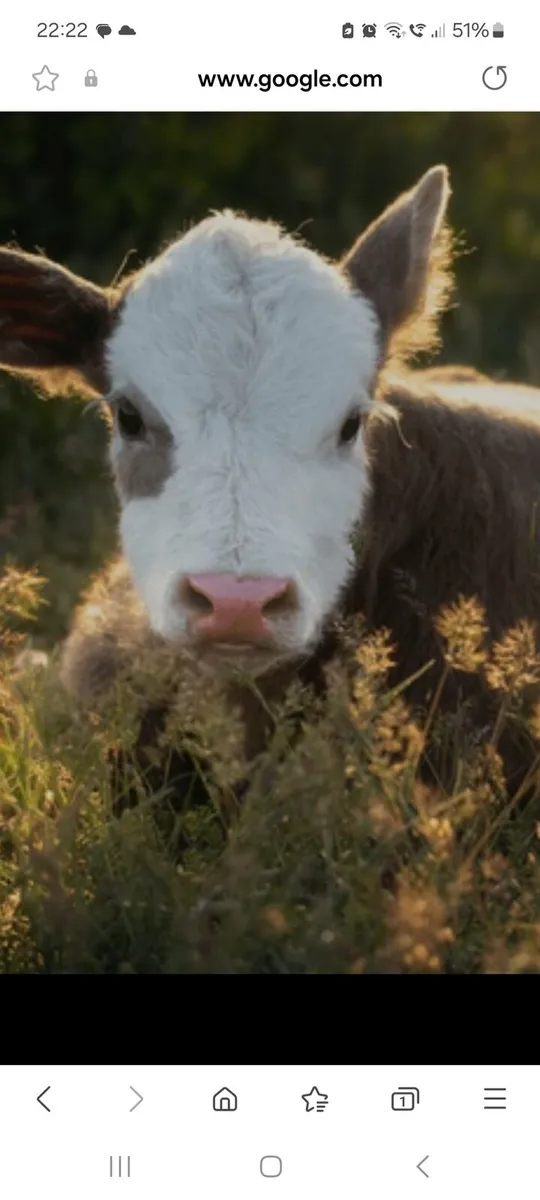 Baby calf wanted