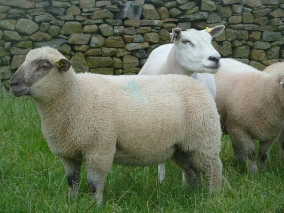 Hampshire Down Premier Sale - Image 2