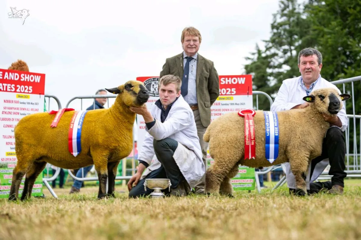 Hampshire Down Premier Sale - Image 4