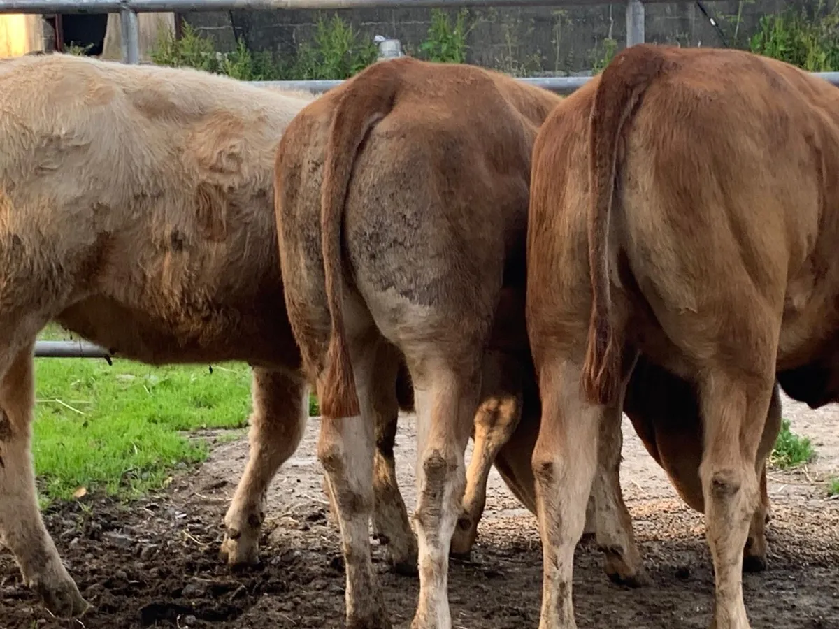 U grade heifers - Image 1