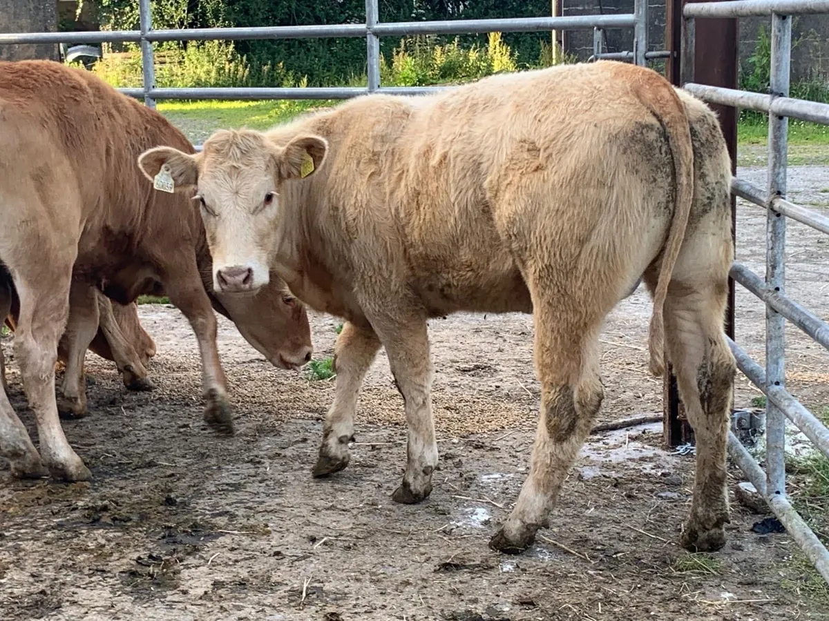 U grade heifers - Image 2
