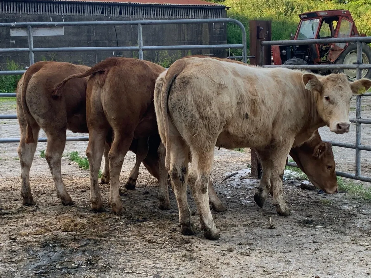 U grade heifers - Image 4