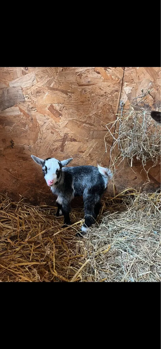Pygmy Goats - Image 1
