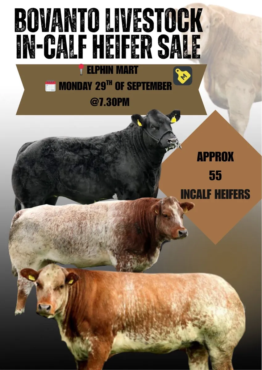 In-Calf Heifers - Image 1