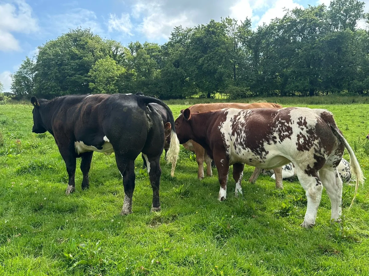 In-Calf Heifers - Image 2