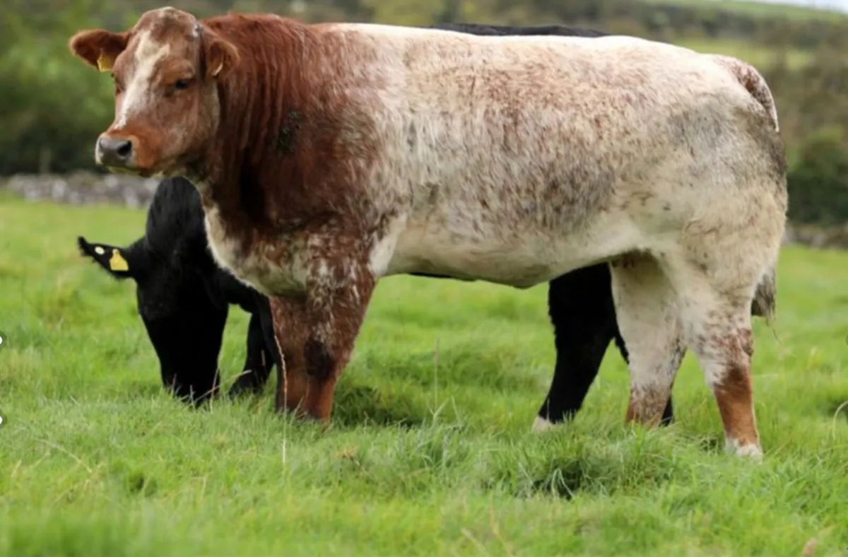 In-Calf Heifers - Image 3