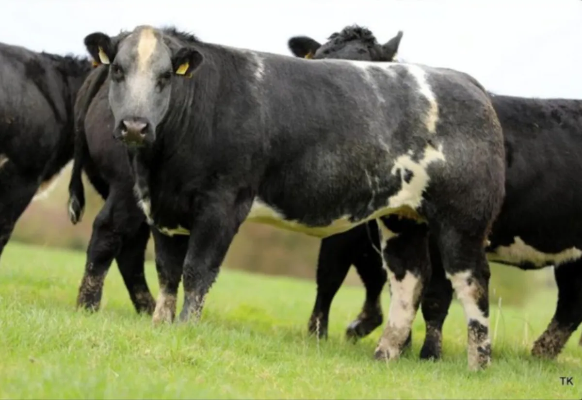 In-Calf Heifers - Image 4