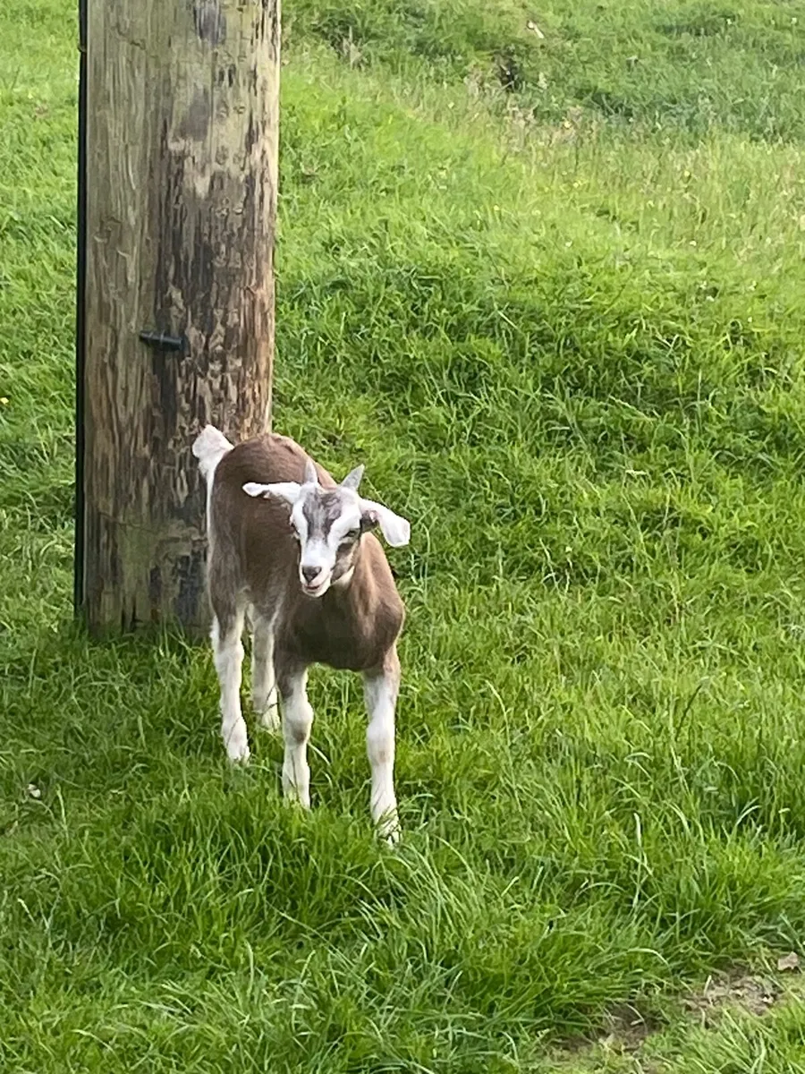 Puck Goat - Image 1