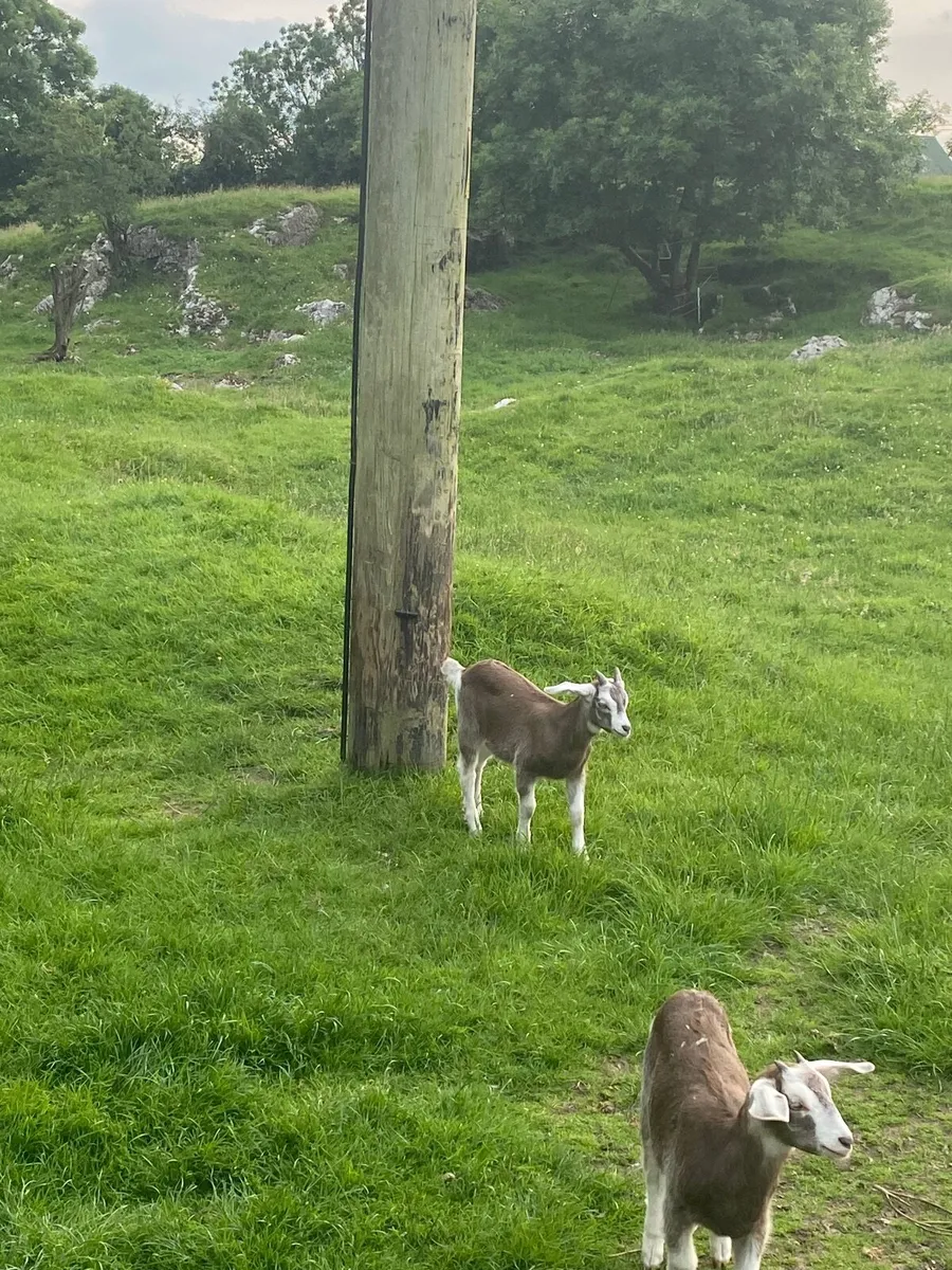 Puck Goat - Image 2