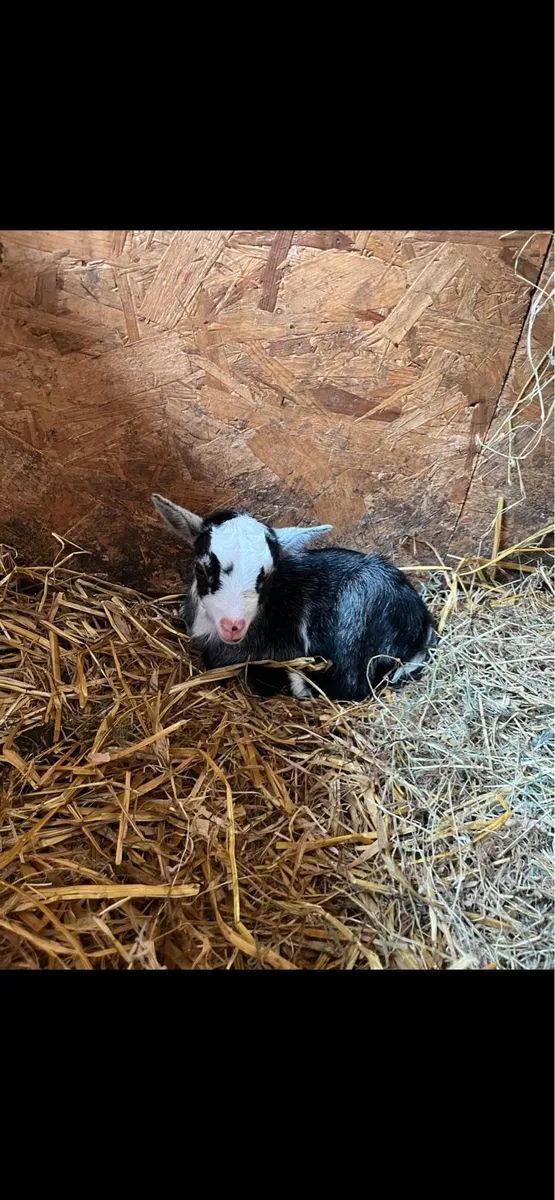 Pygmy Goats - Image 2
