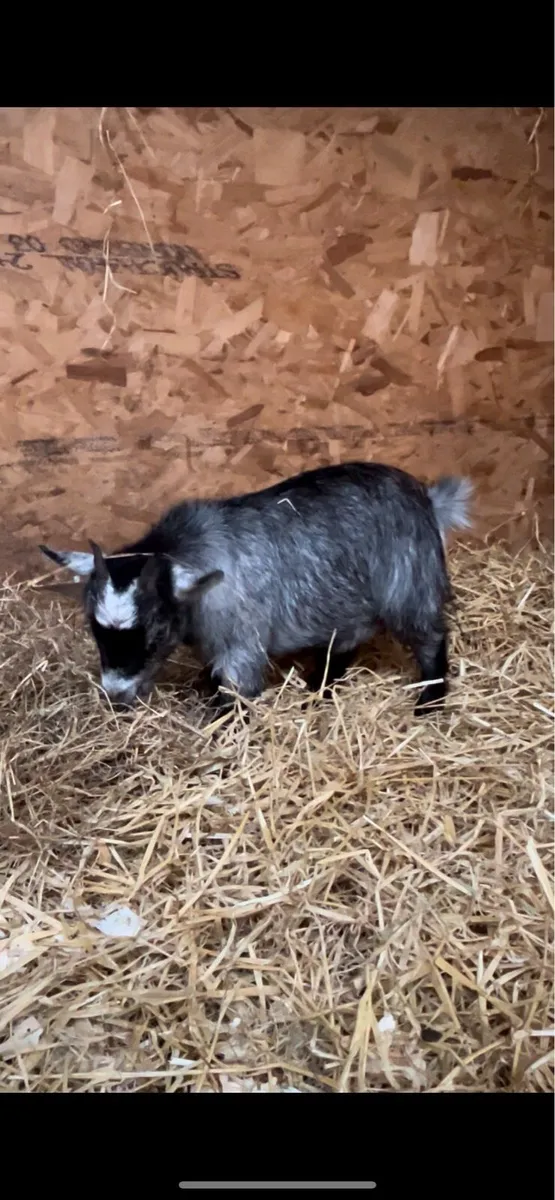 Pygmy Goats - Image 3