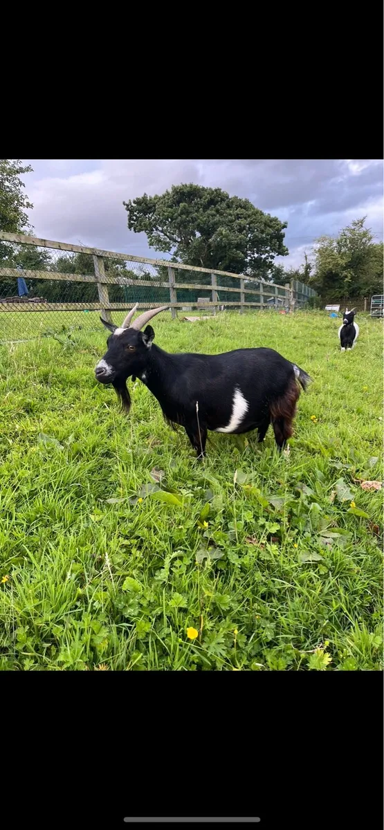 Pygmy Goats - Image 4