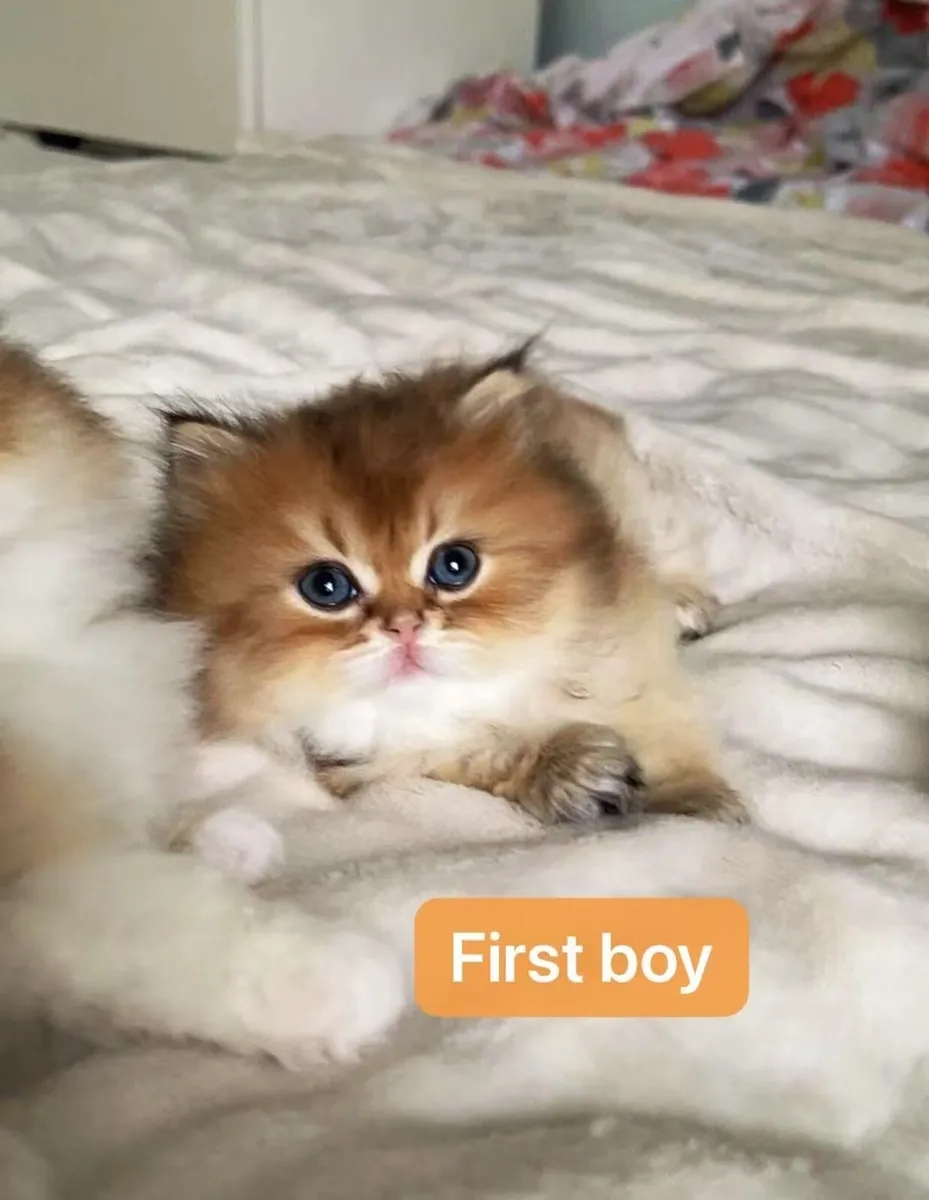 Beautiful Kittens for sale - Image 2