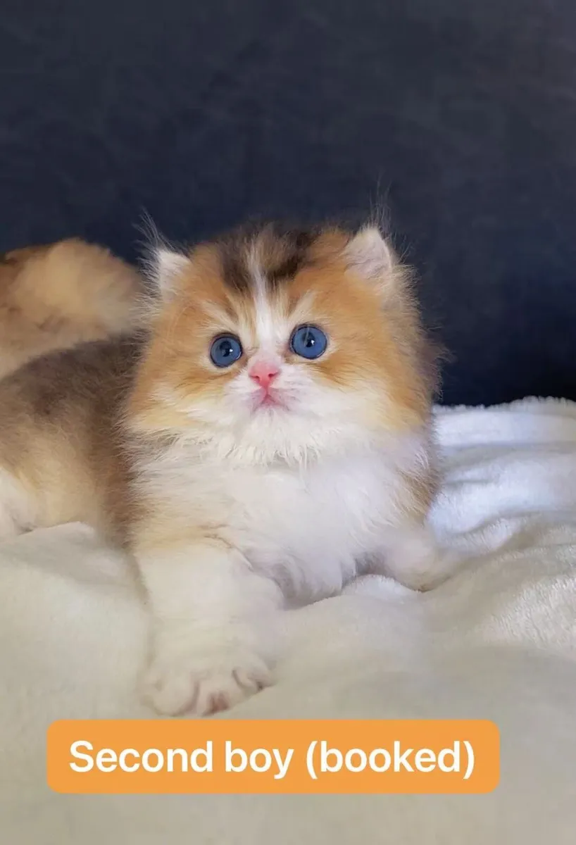 Beautiful Kittens for sale - Image 3