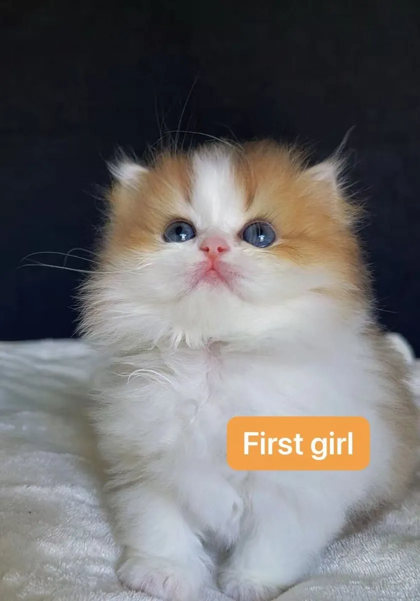 Beautiful Kittens for sale - Image 4
