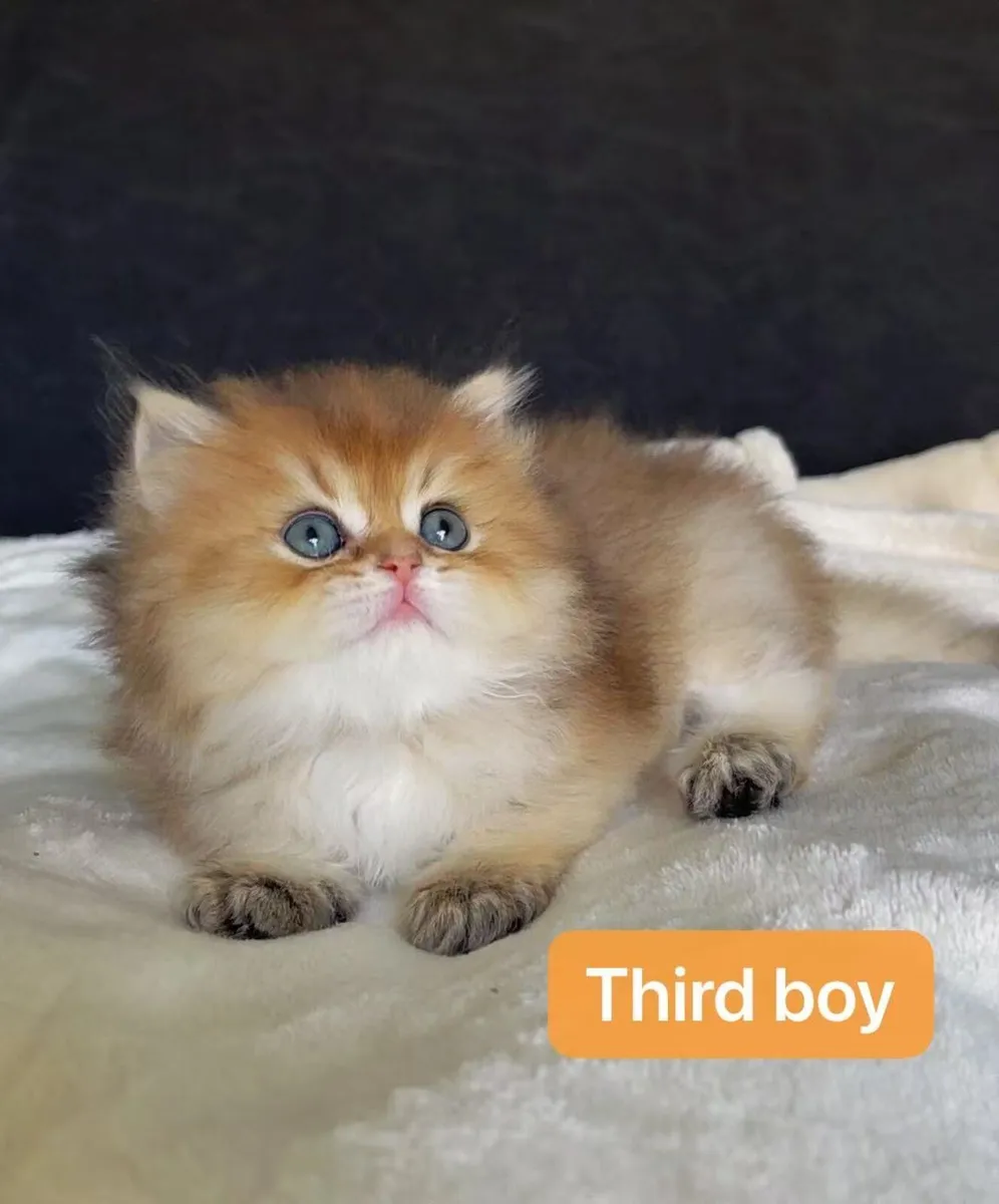Beautiful Kittens for sale (last boy) - Image 1