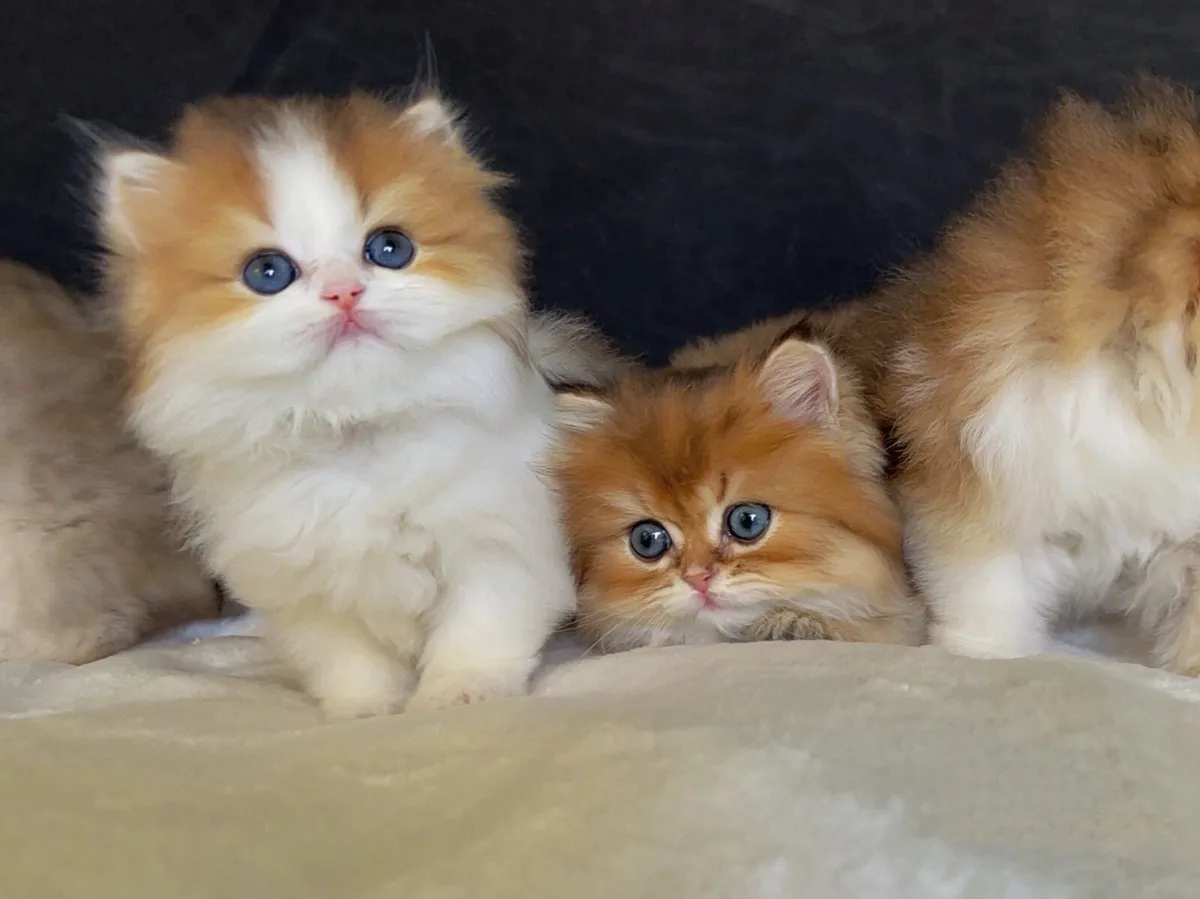 Beautiful Kittens for sale - Image 1