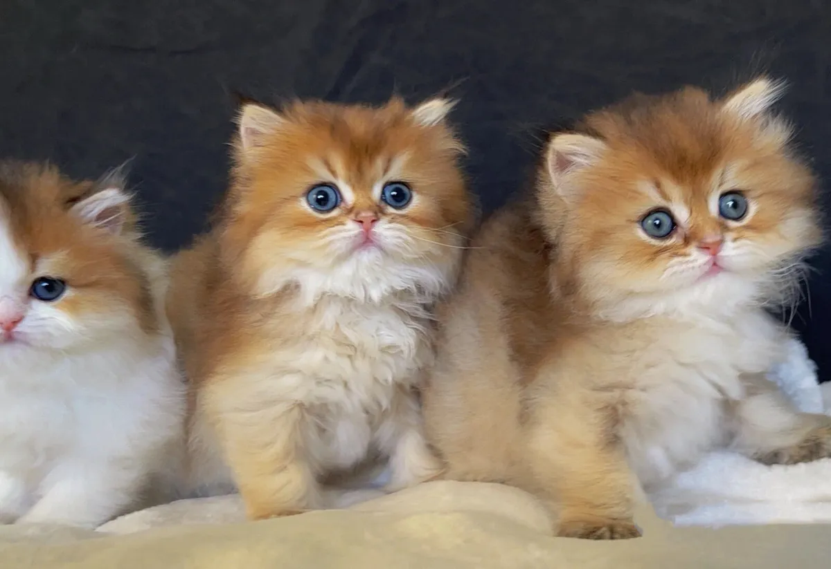 Beautiful Kittens for sale (last boy) - Image 2