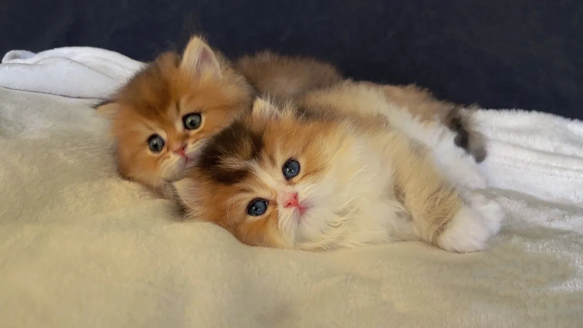 Beautiful Kittens for sale (last boy) - Image 3