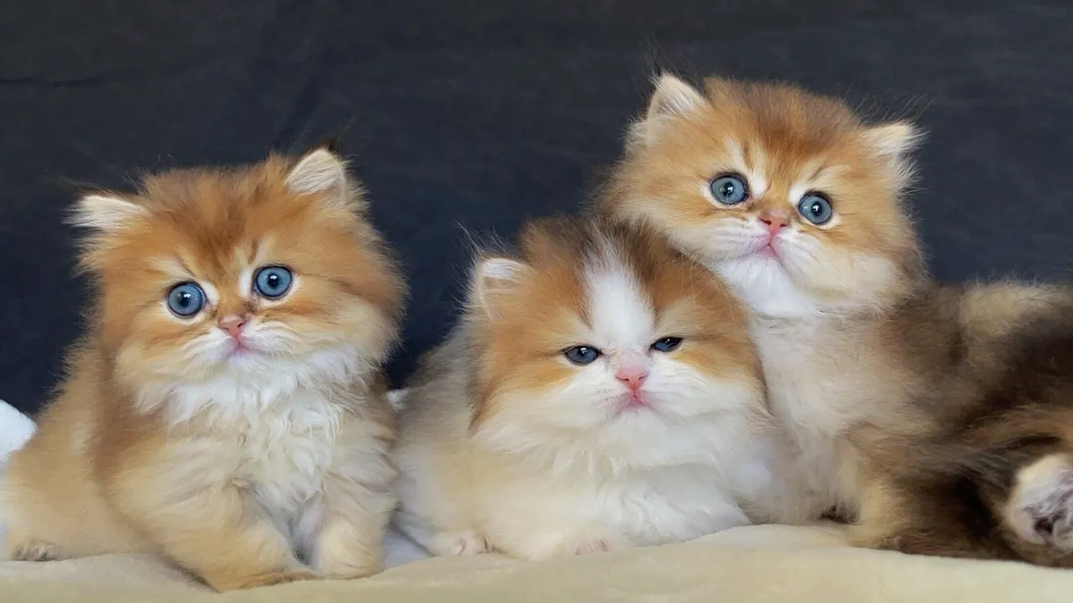 Beautiful Kittens for sale (last boy) - Image 4