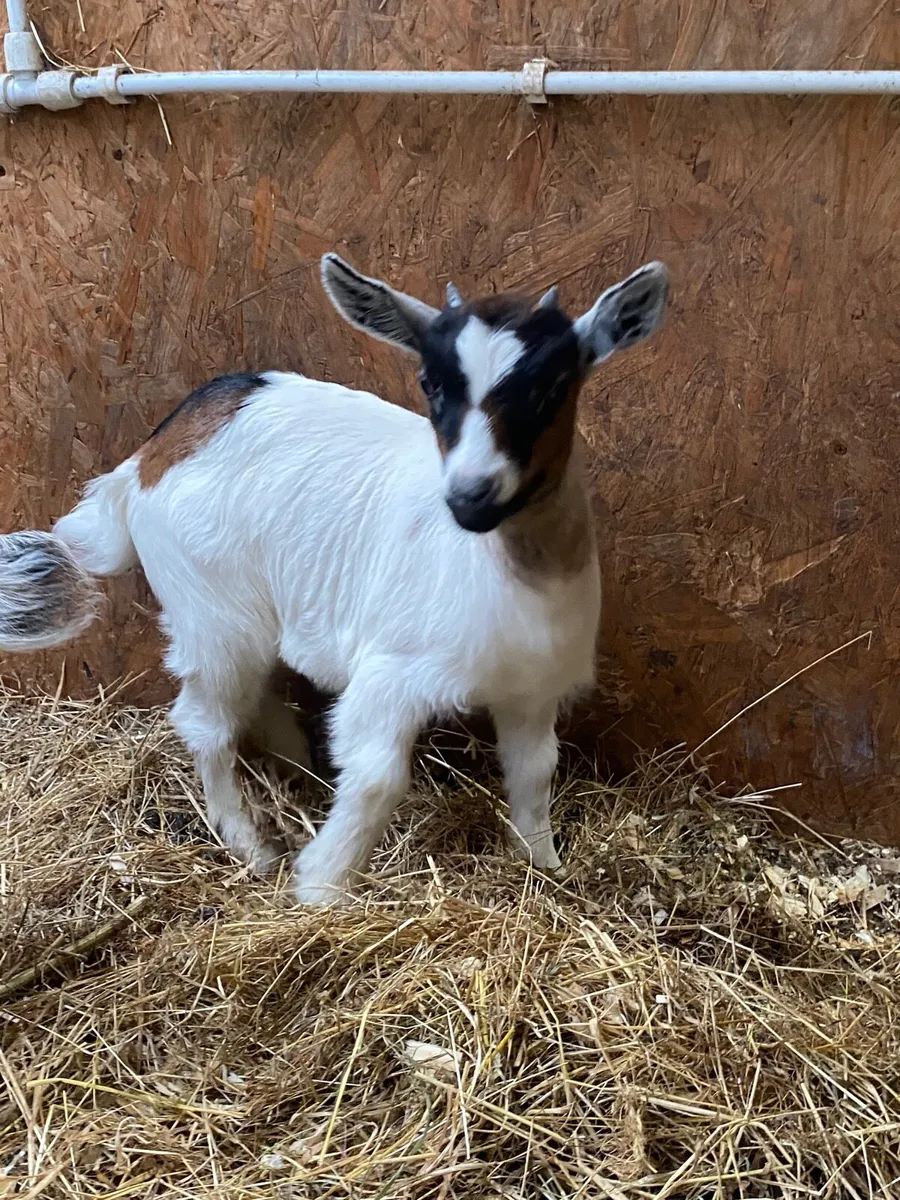 Pet goats for sale - Image 2