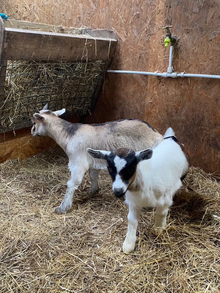 Pet goats for sale - Image 3