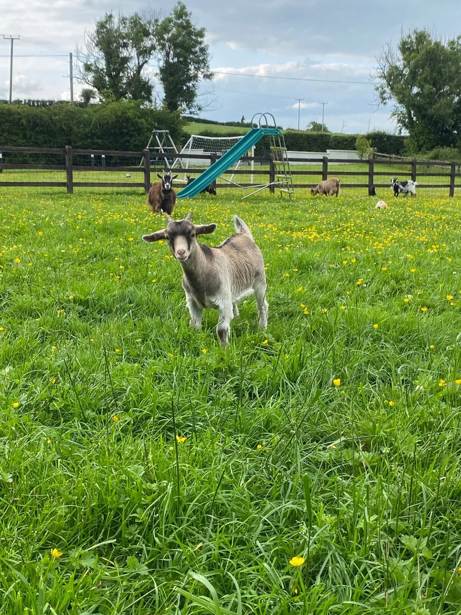 Pet goats for sale - Image 4