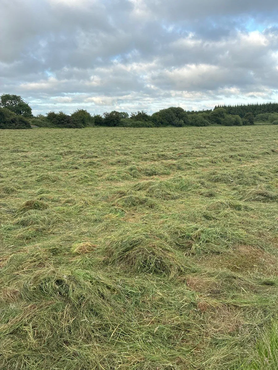 Silage - Image 2