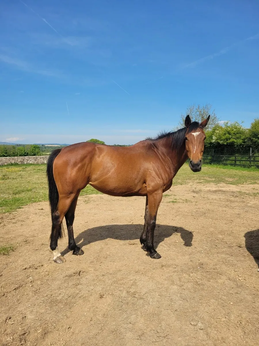 16.3 Bay Mare - Image 1