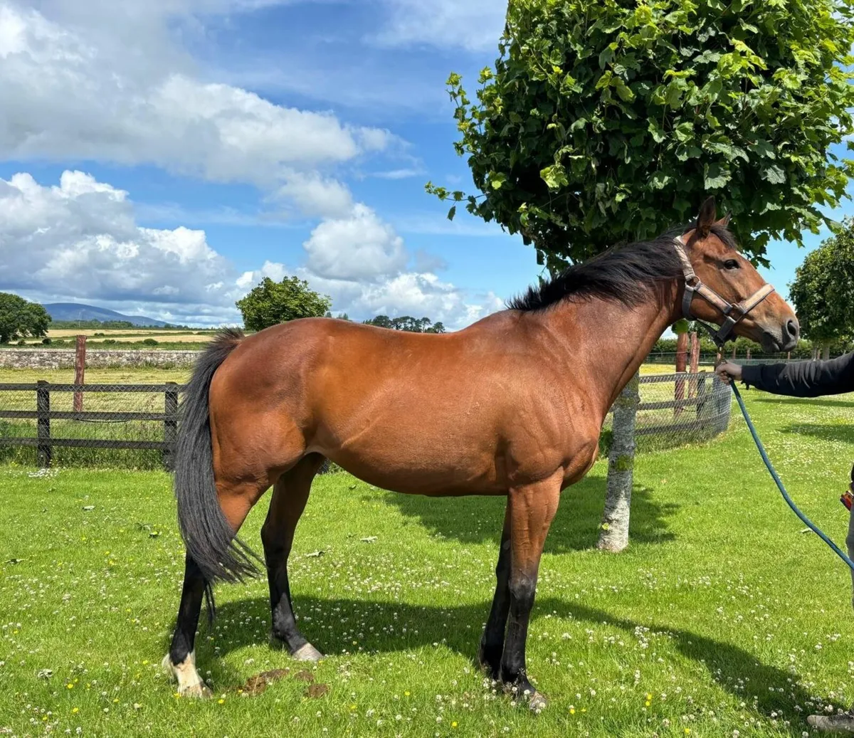 16.3 Bay Mare - Image 2