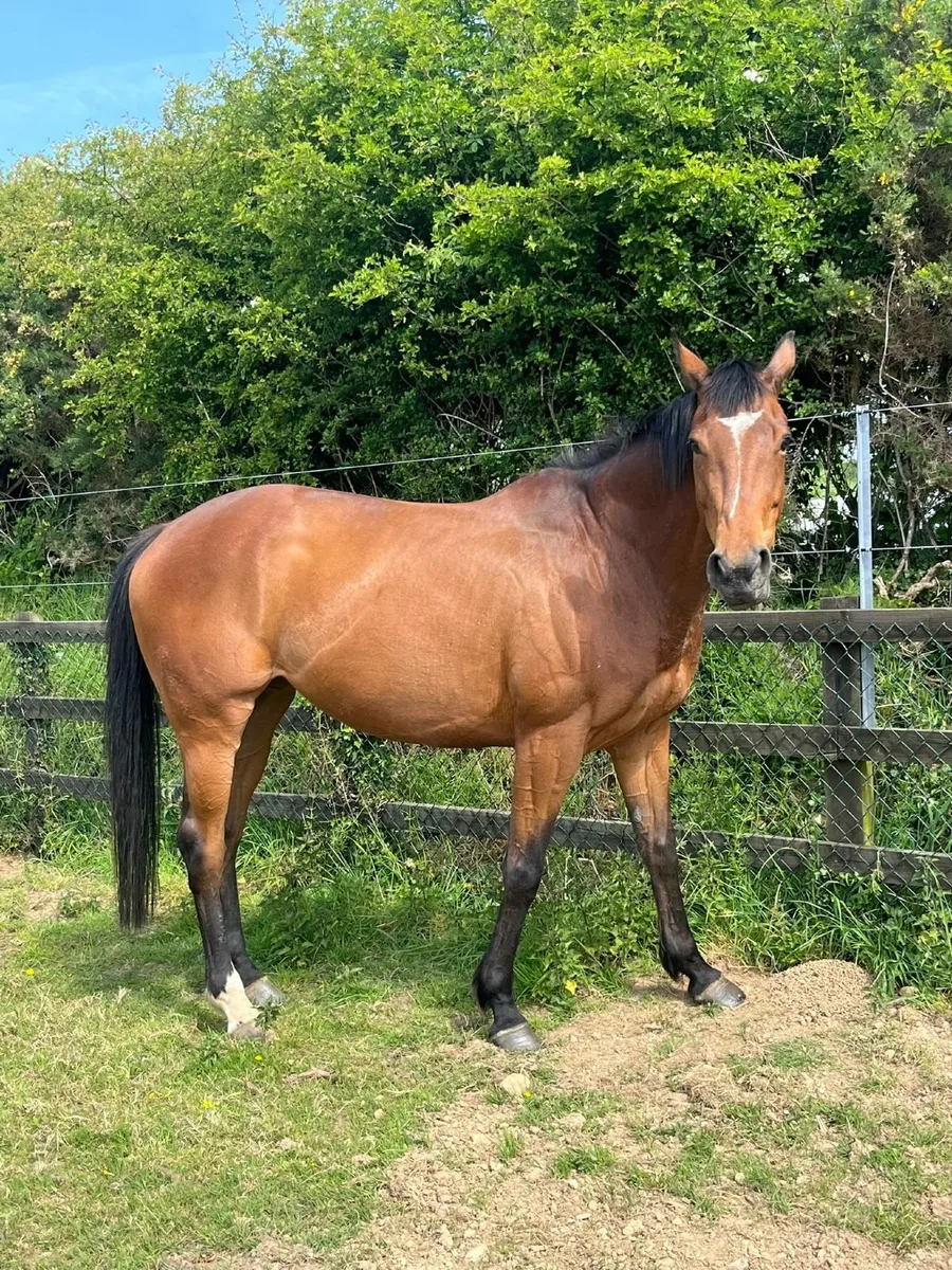 16.3 Bay Mare - Image 3