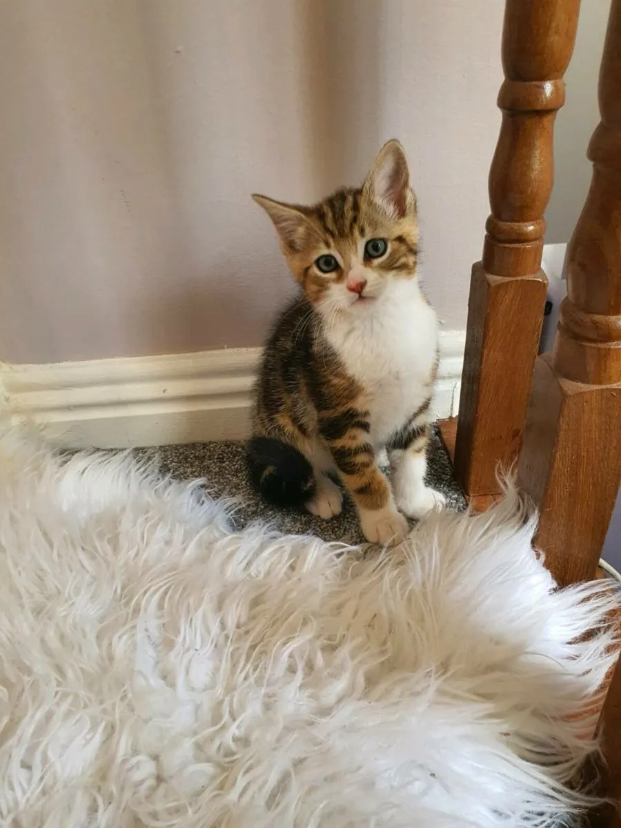 Kittens - Image 1