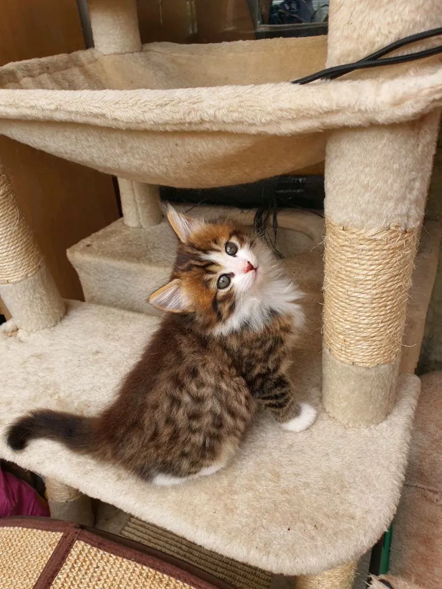 Kittens - Image 2
