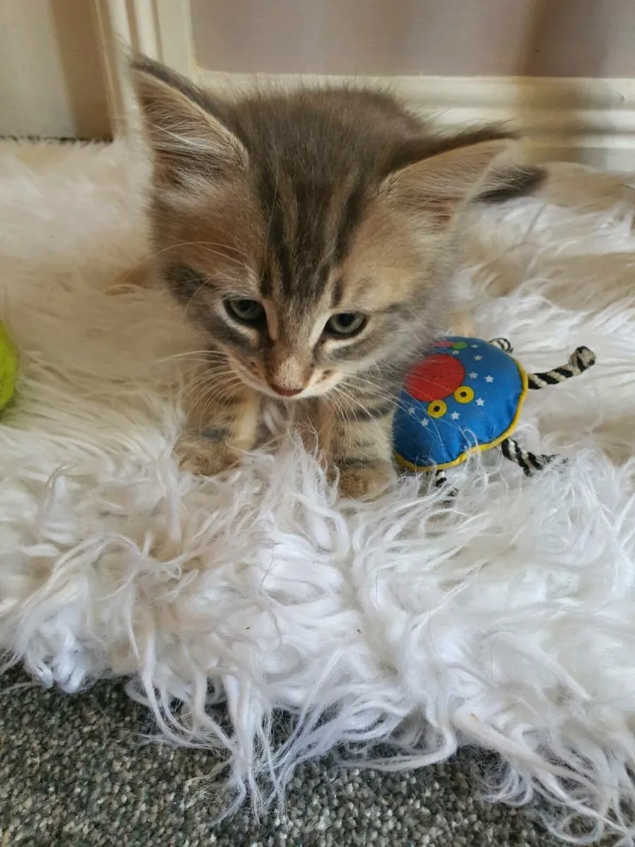 Kittens - Image 3